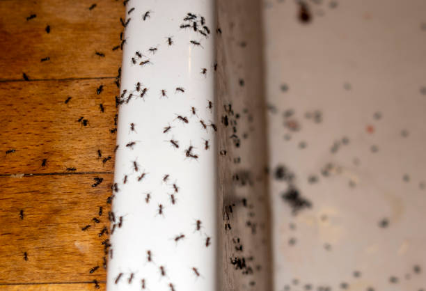 Best Pest Control for Restaurants  in Charleston, SC